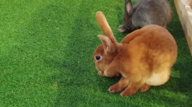 Tavşan ahırında tavşanların görüntüsü, kahverengi ve diğer renkler, hareket ediyor, oynuyor, kokluyor, yapay çimenler üzerinde oynuyor, hayvan hayatı, evcil hayvanlar.