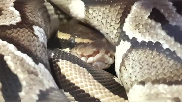 Felvételek Python Molurus Bivittatus Kígyó Burmai Python Retikulált Python Fekve — Stock videók