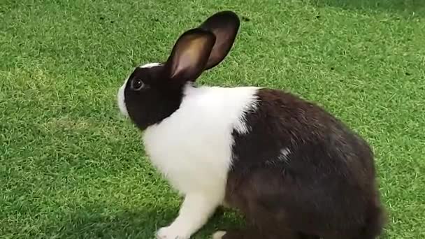 ウサギのストールでウサギを閉じ 黒と白の色 頭を回転させ 人工芝 動物の生活 ペット ショートフィルムで遊ぶ — ストック動画