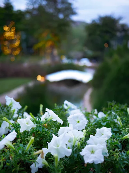 White Petunias flowers and green leaves in blurred background, early morning low lights or twilights, peaceful and calm concept, floral background or wallpaper, foliage