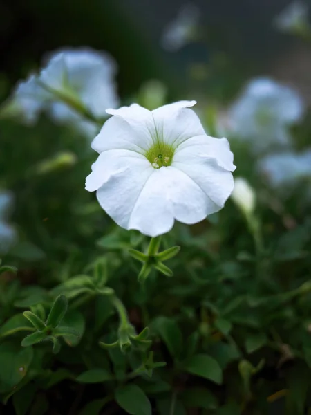 Flores Petunias Blancas Hojas Verdes Fondo Borroso Luces Bajas Crepúsculos —  Fotos de Stock