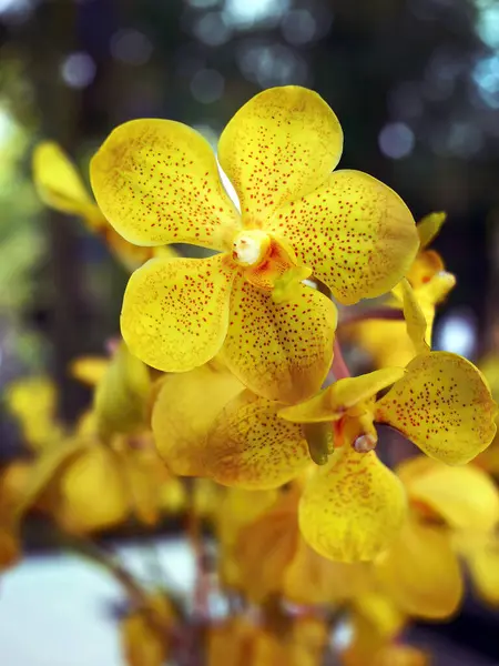Orchidée Couleur Jaune Vanda Mokara Fleur Tropicale Dans Jardin Local — Photo