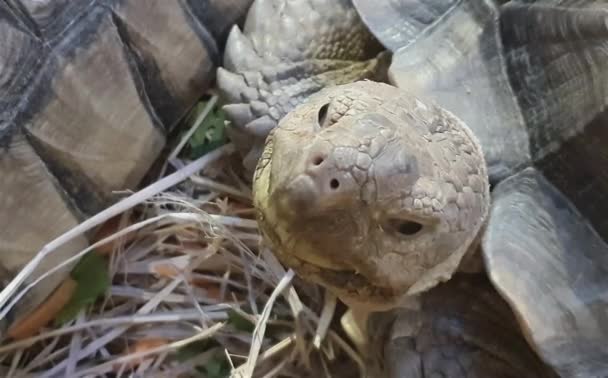 Sluit Een Schildpad Die Zijn Nek Uitrekt Krimpt Dierenleven Koudbloedig — Stockvideo