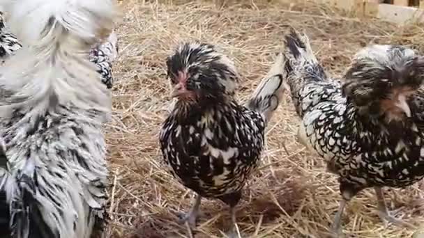 Záběry Bílých Chocholatých Černých Polských Kuřat Procházejících Okolí Zvířecí Život — Stock video