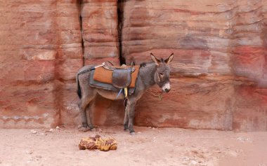 Petra Jordan bölgesinde duran küçük bir eşek işe alınmayı bekliyor, Pembe kum milli parkı, UNESCO Dünya Mirası alanı, tarihi ve arkeolojik şehir, antik harabe