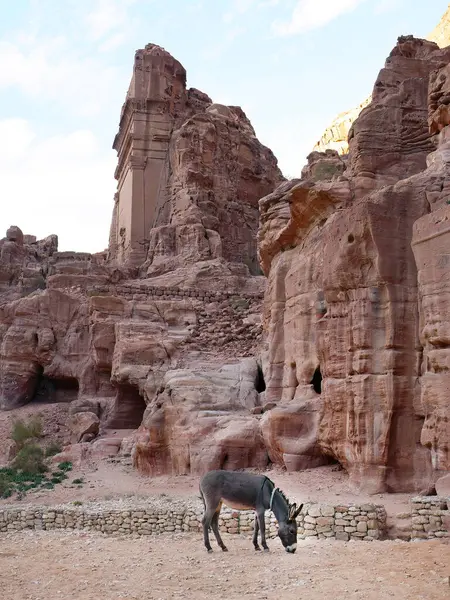 Ein Kleiner Esel Der Draußen Auf Dem Gelände Von Petra — Stockfoto