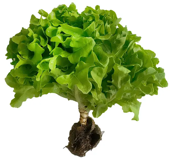 Isolated Side View Green Oak Lettuce Salad Hydroponic Vegetables Fresh — Stock Photo, Image