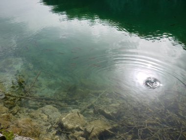 Plitvice göllerinin temiz suları ulusal parkı UNESCO, dramatik olağandışı manzara, yeşil yeşillik alp ormanı, biyolojik çeşitlilik, yürüyüş yolları, doğa geçmişi