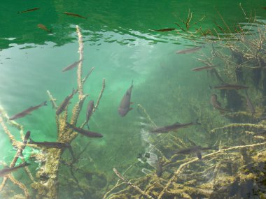 Plitvice göllerinin temiz suları ulusal parkı UNESCO, dramatik olağandışı manzara, yeşil yeşillik alp ormanı, biyolojik çeşitlilik, yürüyüş yolları, doğa geçmişi