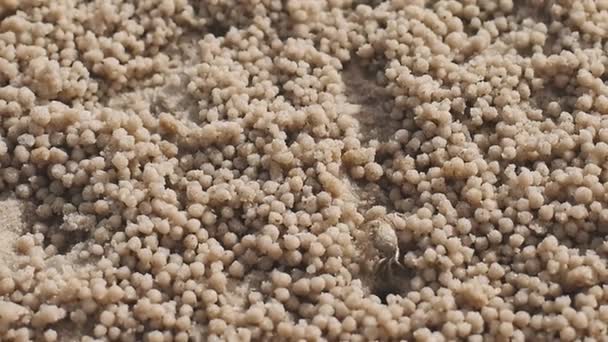 Filmagem Caranguejo Fantasma Ceratoftalmo Ocypode Comendo Plâncton Filtrando Areia Através — Vídeo de Stock