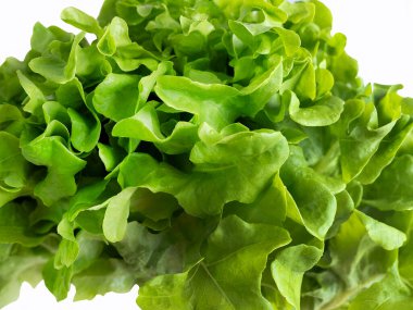 Yeşil meşe salatası, hidroponik sebzeler, iş ürünü konsepti, beyaz arka planda yeşil taze sebze kırpma yolu, gıda endüstrisi