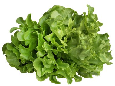 Yeşil meşe salatası, hidroponik sebzeler, iş ürünü konsepti, beyaz arka planda yeşil taze sebze kırpma yolu, gıda endüstrisi