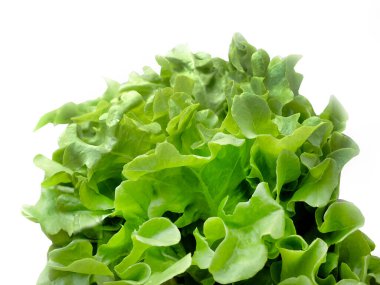 Yeşil meşe salatası, hidroponik sebzeler, iş ürünü konsepti, beyaz arka planda yeşil taze sebze kırpma yolu, gıda endüstrisi