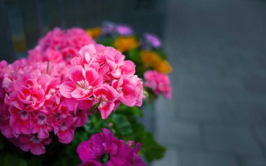 Pembe sardunya, Pelargonium, Pelargonium çiçekleri veya leylek gagaları, Ivy yaprağı pelargonium, canlı renk, seçici odak, fotokopi alanı için koyu arkaplan