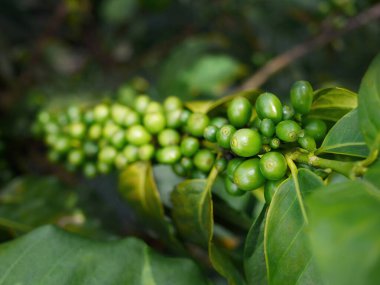 Yeşil kahve çekirdekleri, kahve çalıları, kahve ağacında olgunlaşmamış kahve çekirdekleri, doğal kafein seçici odak, bulanık arka plan, reklam için kopyalama alanı.