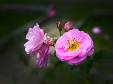 Damask Gülü 'nün pembesi veya ilkbaharda yabani gül çiçekleri, koyu arka planda seçici odak, İngiliz bahçesi, doğada karşıtlık rengi