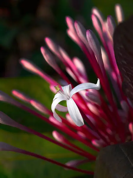 stock image Blooming White Starburst bush or Clerodendrum quadriloculare, other name fireworks, philippine glorybower, shooting star, winter starbust, macro shot dark background