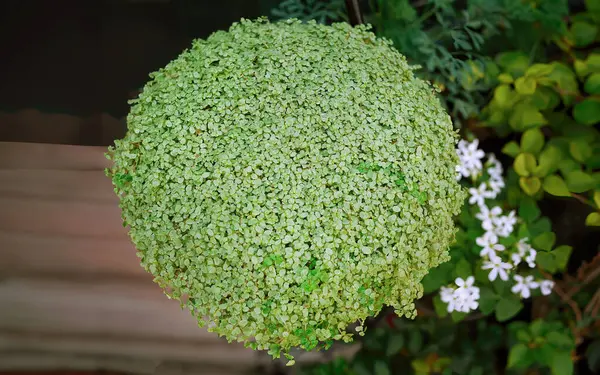 stock image Directly above rounded shape of Paddy`s wig or Soleirolia soleirolii, also called baby`s tears, angel`s tears, bits and pieces, Corsican creeper, Corsican curse, friendship plant, mother of thousands, pollyanna vine