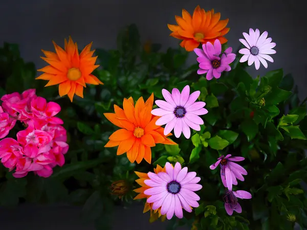 stock image Directly above view of Osteospermum, Dimorphotheca  or daisy bushes or African daisy with other colorful flora, pink, magenta, orange, in dark background