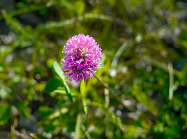 Stock image Perennial wild grass, Trifolium pratense, Purple Clover, Zigzag Clover, delicate wild flowers in the natural field, close up blurred background