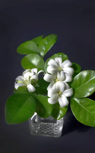 stock image Close up orange jasmine flowers or Murraya paniculata, an ornamental plant that have strong fragrance in the night time, citrus aroma, healing, calm, plain background