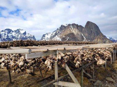 Arktik morina balığı ahşap çerçeve raflarında asılı duruyor, geleneksel yüzyıllardır havada ve rüzgarda balık kurutma yöntemleri, Reine Lofoten takımadaları, Nordland, Norveç