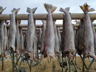 Arktik morina balığı ahşap çerçeve raflarında asılı duruyor, geleneksel yüzyıllardır havada ve rüzgarda balık kurutma yöntemleri, Reine Lofoten takımadaları, Nordland, Norveç