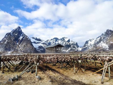 Arktik morina balığı ahşap çerçeve raflarında asılı duruyor, geleneksel yüzyıllardır havada ve rüzgarda balık kurutma yöntemleri, Reine Lofoten takımadaları, Nordland, Norveç