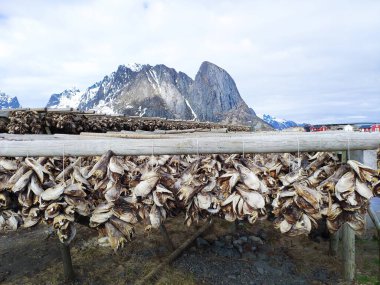 Arktik morina balığı ahşap çerçeve raflarında asılı duruyor, geleneksel yüzyıllardır havada ve rüzgarda balık kurutma yöntemleri, Reine Lofoten takımadaları, Nordland, Norveç