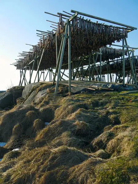 Arktik morina balığı ahşap çerçeve raflarında asılı duruyor, geleneksel yüzyıllardır havada ve rüzgarda balık kurutma yöntemleri, Reine Lofoten takımadaları, Nordland, Norveç