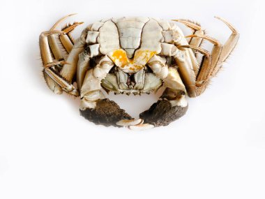 Chinese Shanghai mitten crab or Hairy Crab or Horsehair Crab, uncooked chilled fridge, Freshwater, Autumn delicacy seasonal seafood, Isolated close up shot in white background clipart