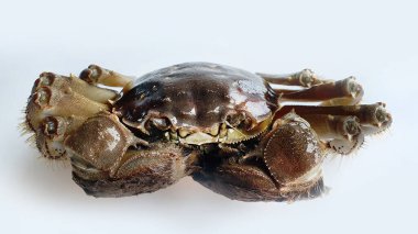 Chinese Shanghai mitten crab or Hairy Crab or Horsehair Crab, uncooked chilled fridge, Freshwater, Autumn delicacy seasonal seafood, Isolated close up shot in white background clipart