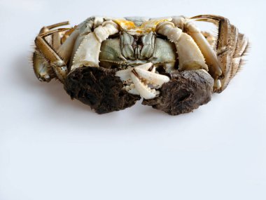 Chinese Shanghai mitten crab or Hairy Crab or Horsehair Crab, uncooked chilled fridge, Freshwater, Autumn delicacy seasonal seafood, Isolated close up shot in white background clipart