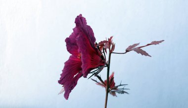 Side of Red Leaved Hibiscus flower or Hibiscus acetosella or other name as African Rosemallow, Cranberry Hibiscus, False Rosella and Maroon Mallow in pastel blue background clipart