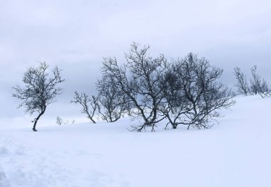 Yamaçtaki ağaçların manzara manzarası, beyaz karla kaplı toprağın altındaki lex kozalaklı yapraklar, manzara kar manzarası, mutlu Noeller, mevsim selamları