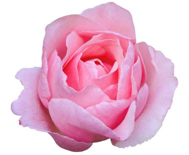 Güzel Pembe Floribunda Gülü, Melez Çay Gülü çiçek açan, kırpma yolu ile izole beyaz arka plan, çiçek elementi, flora Rosa