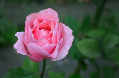 Güzel Pembe Floribunda Rose, Koyu yeşil arka planda açan Melez Çay Gülü, Doğa Bahçesi, Sevgililer Günü veya Anneler Günü kartpostalı