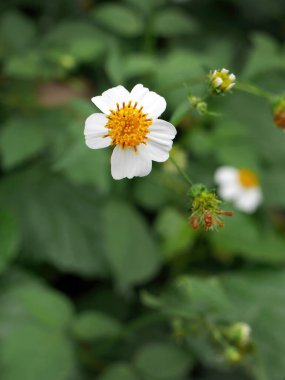 Bidens Pilosa 'yı ya da İspanyol iğnesini ya da Black Jack' i, çayırdaki yabani otları, seçici odak noktasını, küçük beyaz çiçekleri, otostopçuları ya da dilencileri kapatın.