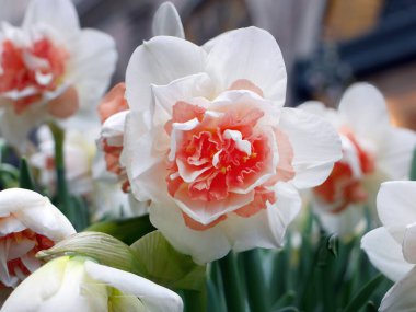 Narcissus Replete Double Daffodil flowers, pink peach and cream or vanilla icecream colors, selective focus with blurred background of natural color of European city clipart