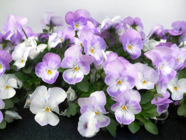 Pansies Viola üç renkli, pastel menekşe ve beyaz çiçekler veya Johnny Zıpla, kalp şeklinde taç yaprak, vahşi ve bahçe çiçeği beyaz duvar arka planında