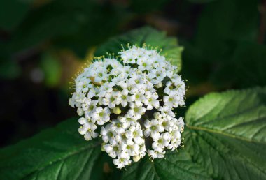 Küçük beyaz Wayfarer ya da Wayfarer çiçeklerini kapat, Viburnum lantana, seçici odak bulanık arka plan, çiçek duvar kağıdı ya da arka plan
