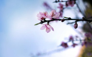 Ağaçtaki vahşi Himalaya kiraz çiçekleri, dev kaplan çiçekleri, Pembe Sakura, Prunus cerasoides, mavi gökyüzü arka planına karşı