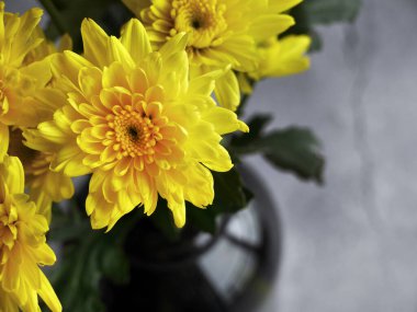 Koyu kahverengi vazoda parlak sarı kasımpatı çiçekleri, natürmort ya da dekorasyon için dekorasyon malzemesi, iç tasarım.