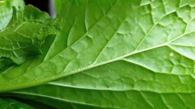 Ev yapımı sebzeler, Kanton Kalesi veya Çin Kalesi veya Choy Sum, Choi sum, yeşil yaprak bitkisi, organik sebze konsepti gibi ayrıntıları kapat.