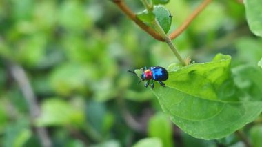 Makro, mavi kanatlı Mavi Süt Hayvanı ya da Krisokus Kazağı 'nın yakın çekim görüntüleri ve bir yaprağa tünemiş kırmızı bir kafa, tropikal bir bahçe, hayvan böcek yaşamı