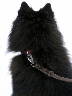 Şirin bir siyah Fin Lapphund ya da Kucak kar dolu Laponya karında, Norveç 'te hayvan hayatı, köpek zamanı