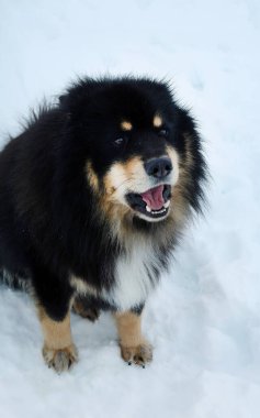 Şirin bir siyah Fin Lapphund ya da Kucak kar dolu Laponya karında, Norveç 'te hayvan hayatı, köpek zamanı
