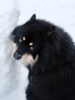 Şirin bir siyah Fin Lapphund ya da Kucak kar dolu Laponya karında, Norveç 'te hayvan hayatı, köpek zamanı