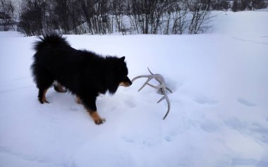 Şirin bir siyah Fin Lapphund ya da Kucak kar dolu Laponya karında, Norveç 'te hayvan hayatı, köpek zamanı