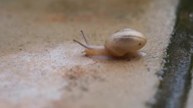 Taş kaldırımda sürünen bir Salyangoz, sürekli hareket halinde engelleri ve sorunları aşmaya çalışıyor, yavaş ama istikrarlı bir başarı kavramı.